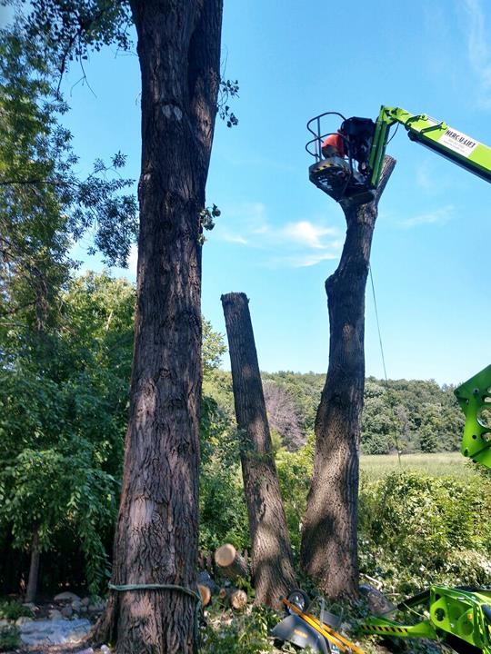 Twin Pines Tree Care & Landscape Hillman, MN